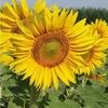 sunfl0wer143
